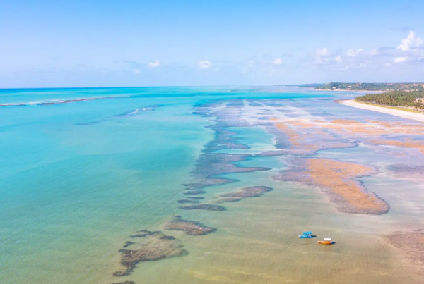 Transfer de Porto de Galinhas para Japaratinga