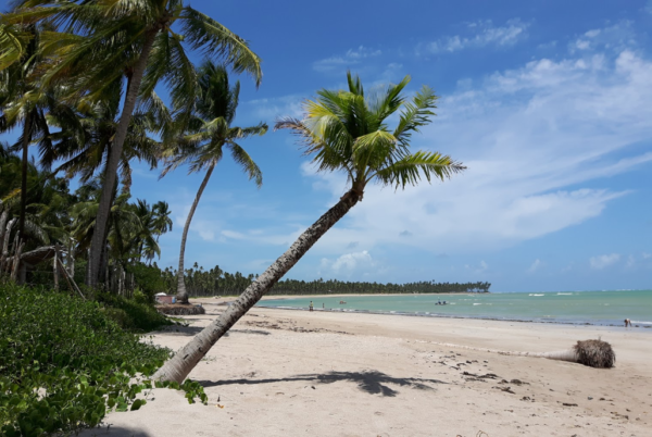 Transfer de Recife para Patacho