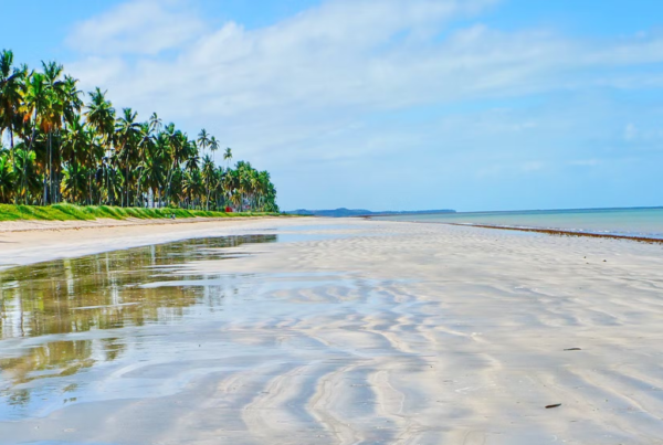 Transfer de Maceió para Japaratinga